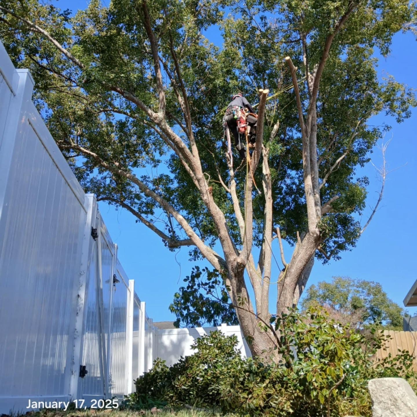 Canopy with deadwood removed and structure kept