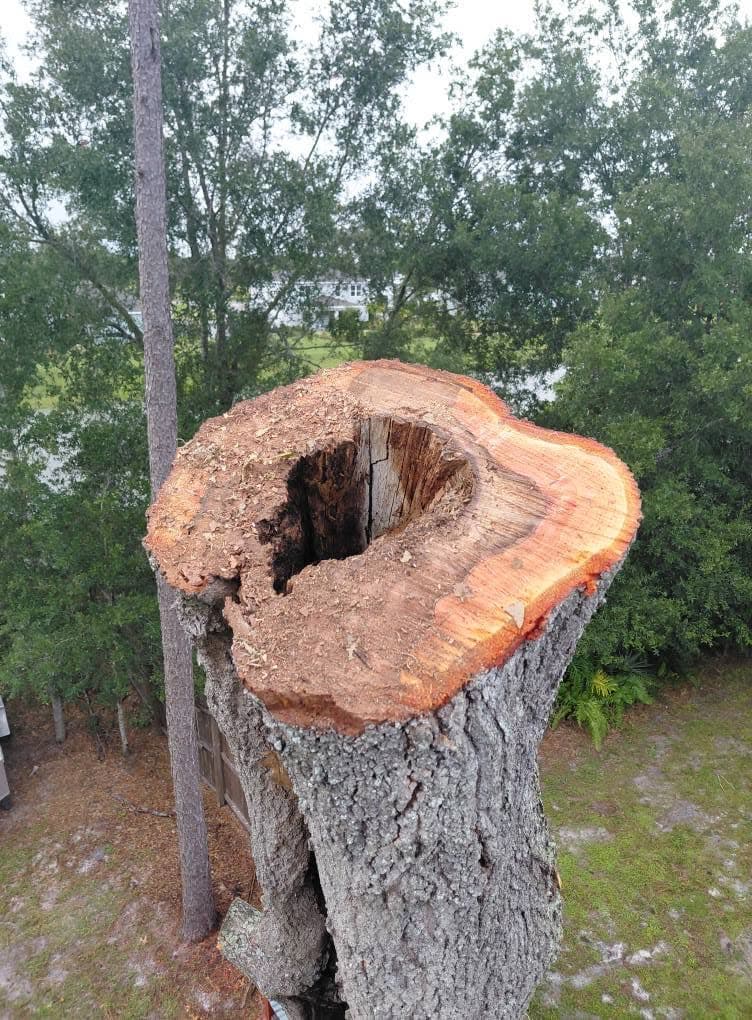 Cross-section showing hidden decay inside a trunk