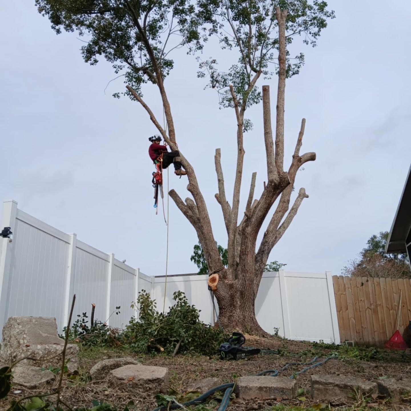 Large oak takedown, section by section