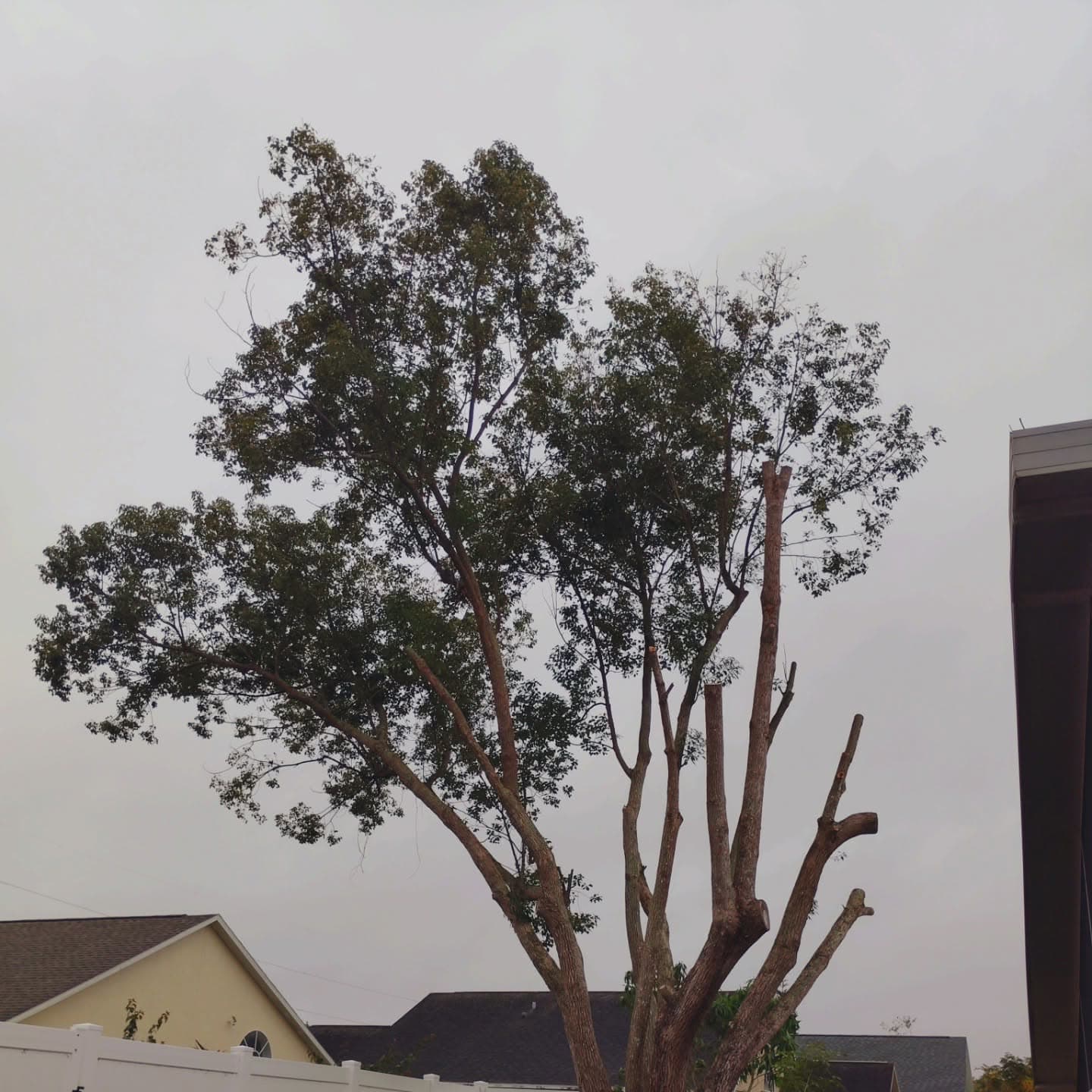 Tree after seasonal structural pruning