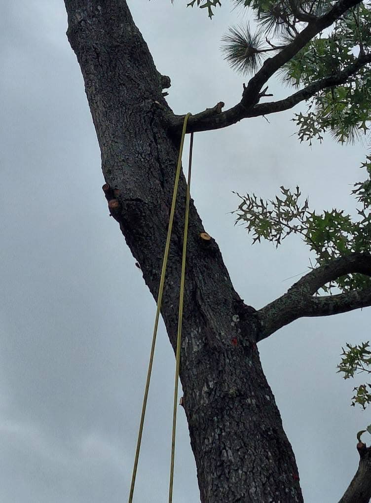 Rigging line set to lower a loaded limb safely