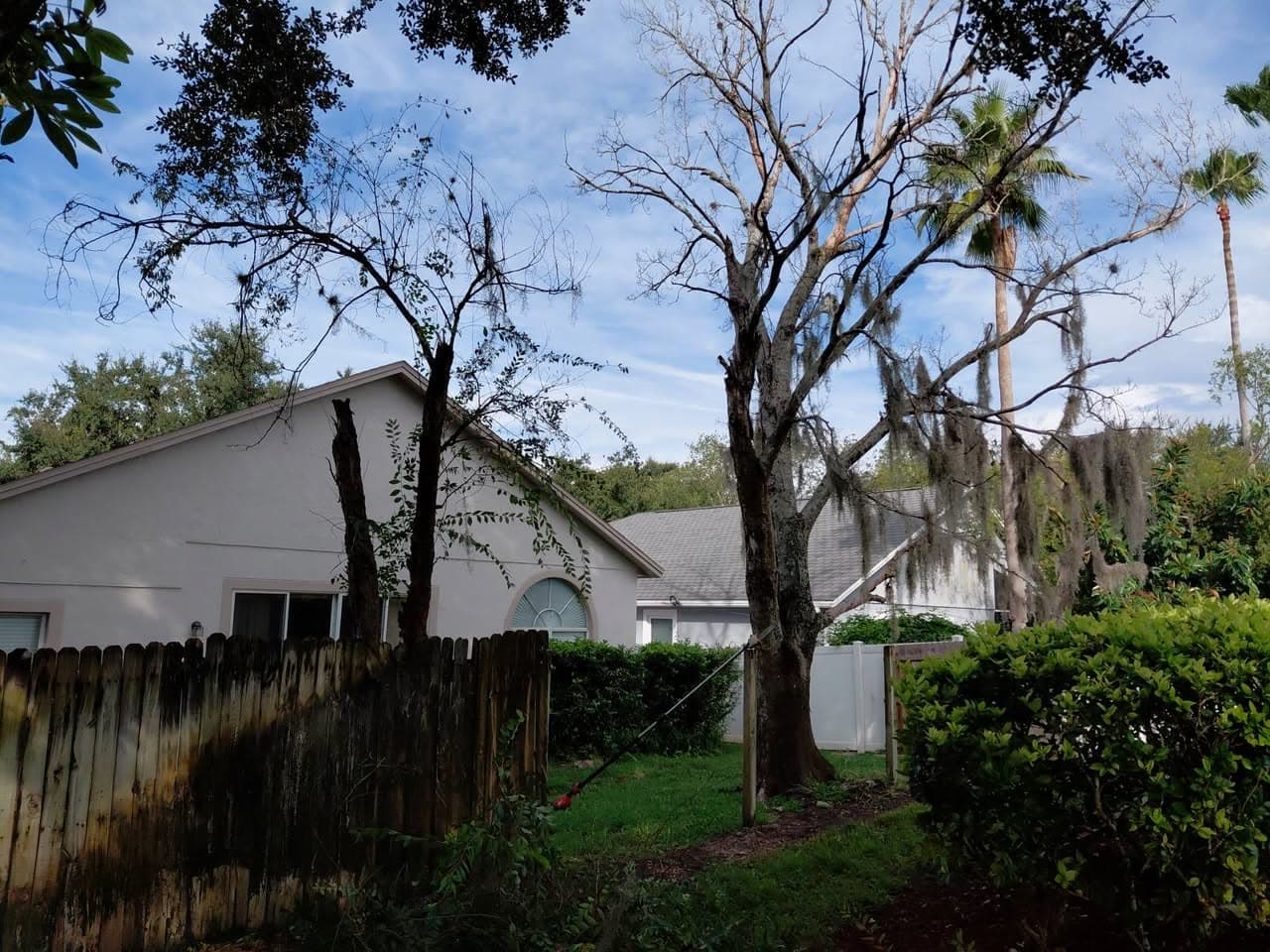 Storm-damaged trees during cleanup
