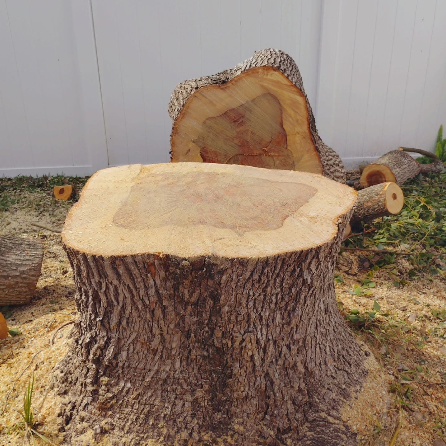 Trunk cut flush and ready for grinding